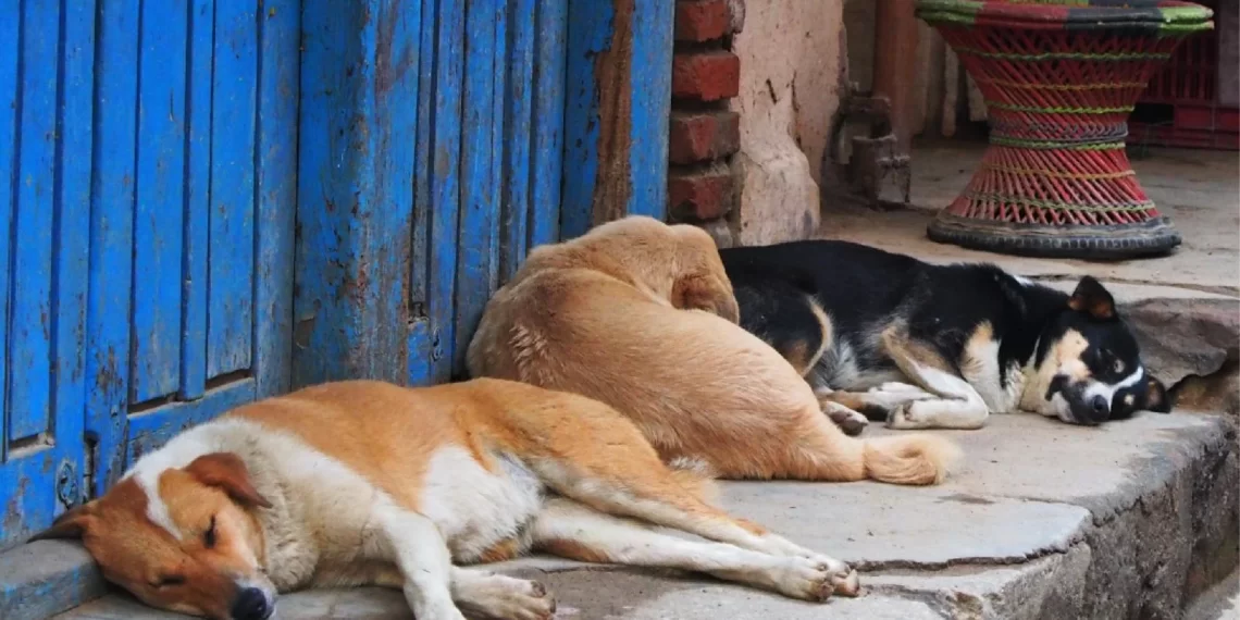 The street dogs of Kathmandu