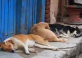 The street dogs of Kathmandu