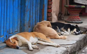 The street dogs of Kathmandu