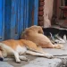 The street dogs of Kathmandu