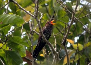 A new bird species in Nepal