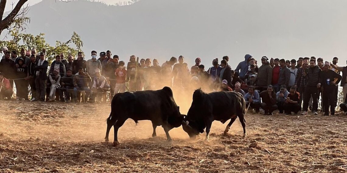 Bullfighting in Nuwakot during Maghe Sankranti, the Yele calendar New Year Day