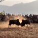 Bullfighting in Nuwakot during Maghe Sankranti, the Yele calendar New Year Day