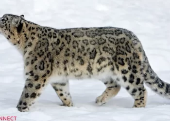 snow leopards