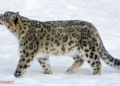 Nepal hosts 10 per cent of the world’s snow leopards