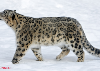 Nepal hosts 10 per cent of the world’s snow leopards