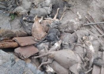 Flash flood in a Himalayan district