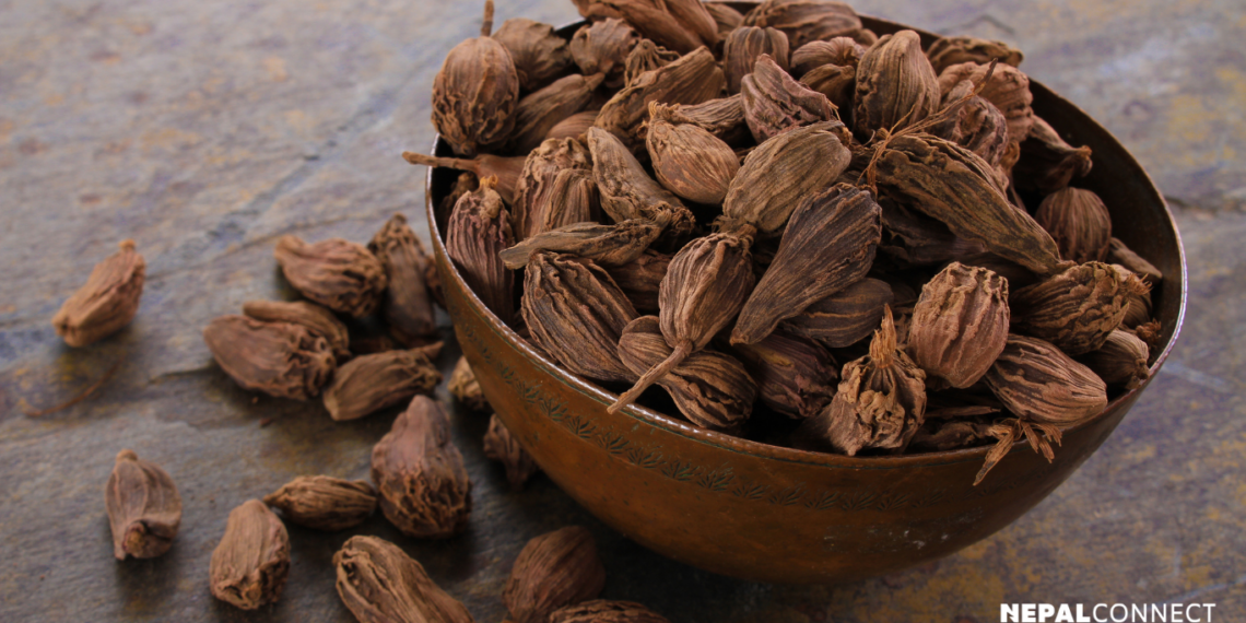 Nepal leads global production of ‘large cardamom’