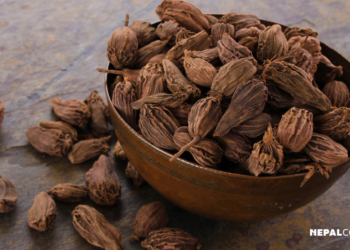Nepal leads global production of ‘large cardamom’