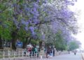 The valley unveils purple hues every spring
