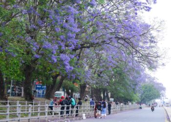 The valley unveils purple hues every spring