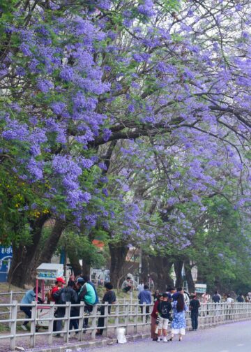 The valley unveils purple hues every spring