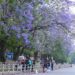The valley unveils purple hues every spring