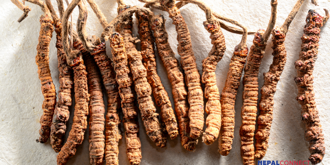 Dolpa gears up for a new Yarsagumba season