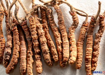 Dolpa gears up for a new Yarsagumba season