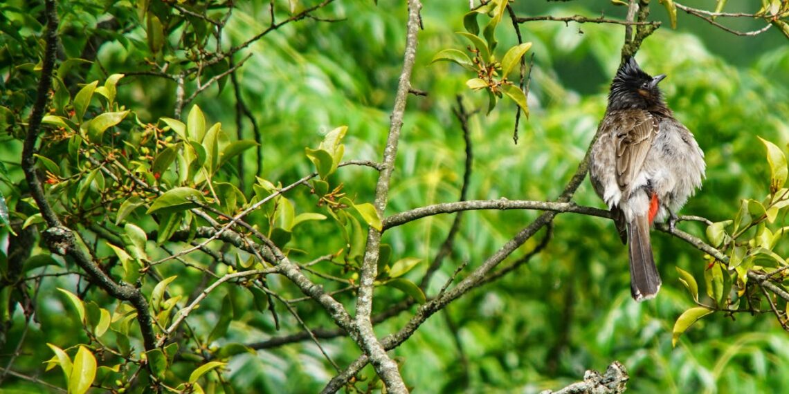 Birdwatching beyond binoculars