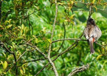 Birdwatching beyond binoculars