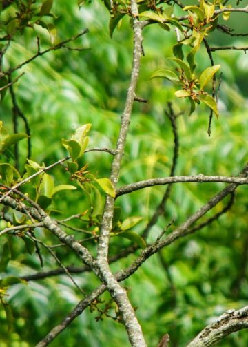 Birdwatching beyond binoculars