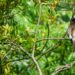 Birdwatching beyond binoculars