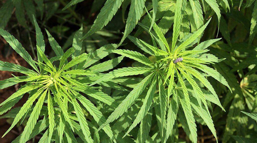 Cannabis plant in Ghandruk, Jhinudanda.