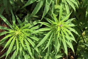 Cannabis plant in Ghandruk, Jhinudanda.
