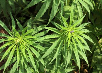 Cannabis plant in Ghandruk, Jhinudanda.