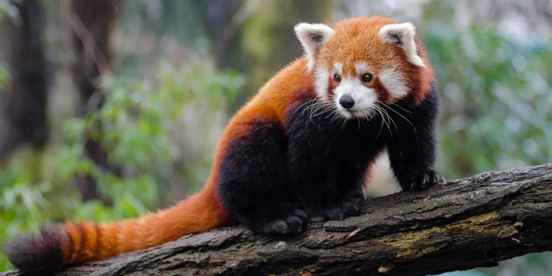 red panda