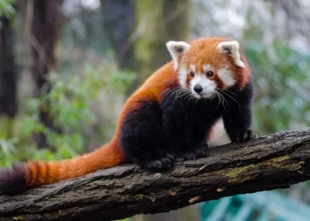 red panda