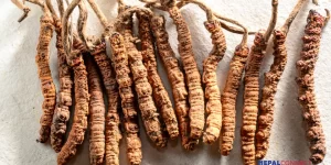 Unyielding Himalayan Natives’ High-Stakes Gamble for Yarsagumba