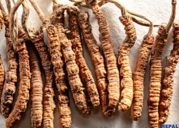 Unyielding Himalayan Natives’ High-Stakes Gamble for Yarsagumba