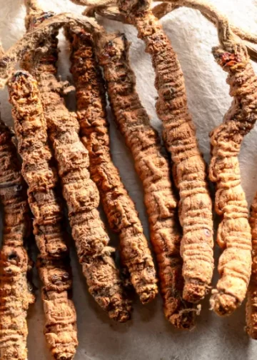 Unyielding Himalayan Natives’ High-Stakes Gamble for Yarsagumba