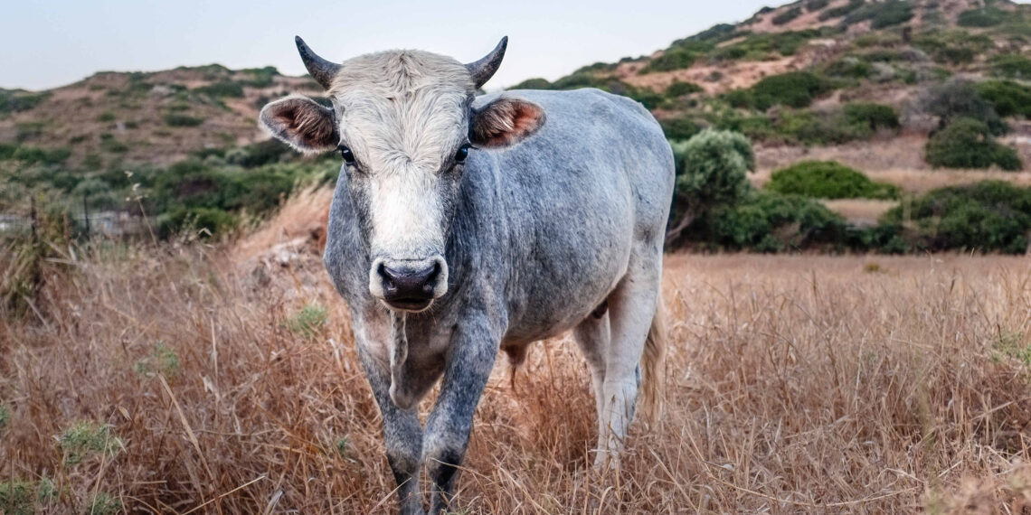 Holy Cow: The Beef Taboo in a Secular Nation