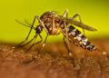 Alarming Surge of Dengue in Unlikely Regions
