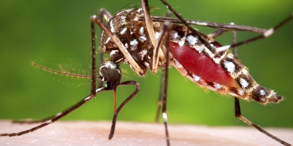 Projection: At least 60,000 could be infected with Dengue this year
