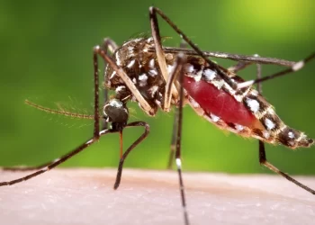 Projection: At least 60,000 could be infected with Dengue this year