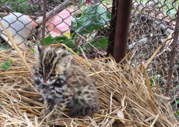 Rare leopard cat with two cubs spotted in Rasuwa