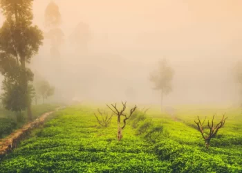 Sipping culture and commerce with every cup of tea