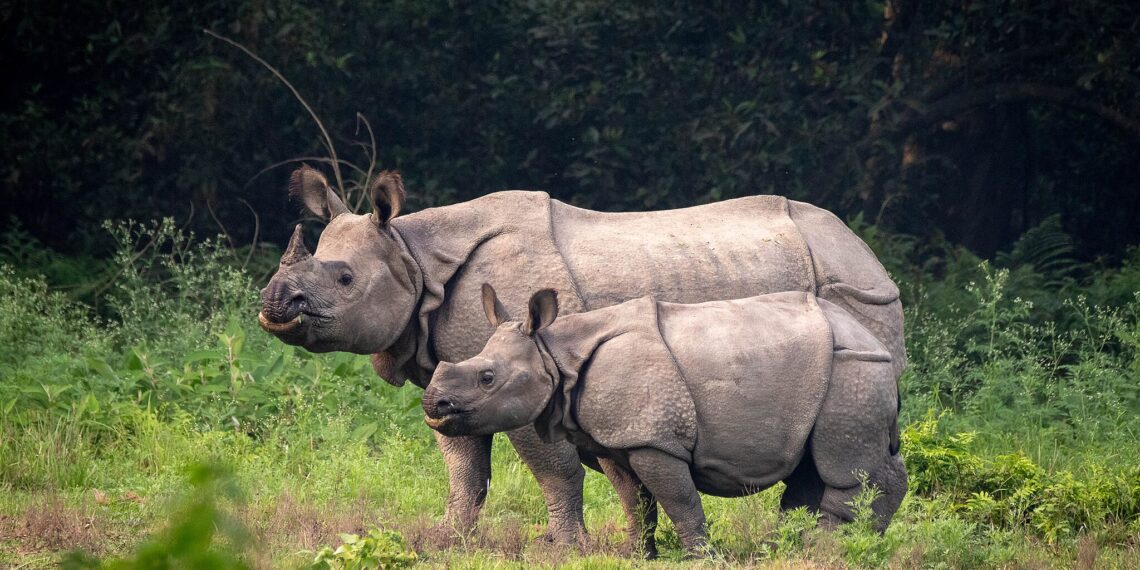 The Volatility of Rhino Conservation