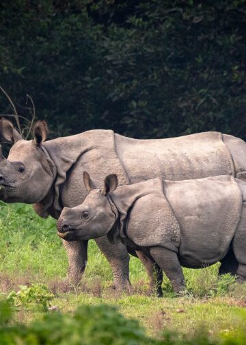 The Volatility of Rhino Conservation