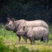 The Volatility of Rhino Conservation