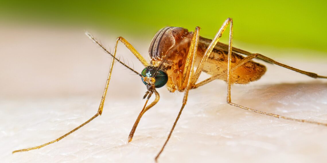Japanese encephalitis cases resurge