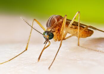 Japanese encephalitis cases resurge