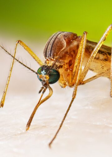 Japanese encephalitis cases resurge