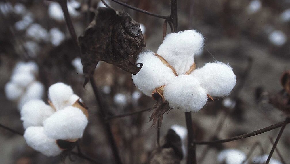 Threads of Tradition: Cotton in Crisis
