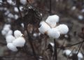 Threads of Tradition: Cotton in Crisis  