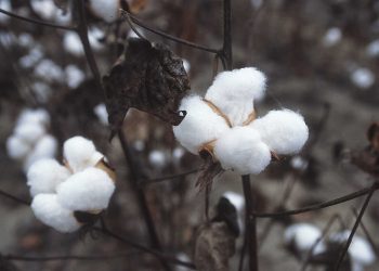 Threads of Tradition: Cotton in Crisis  