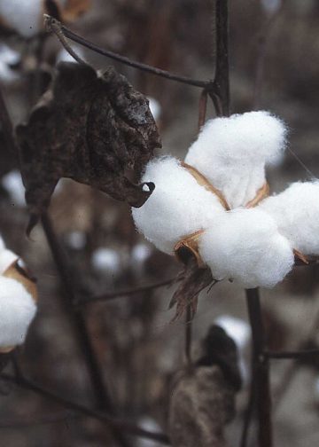 Threads of Tradition: Cotton in Crisis