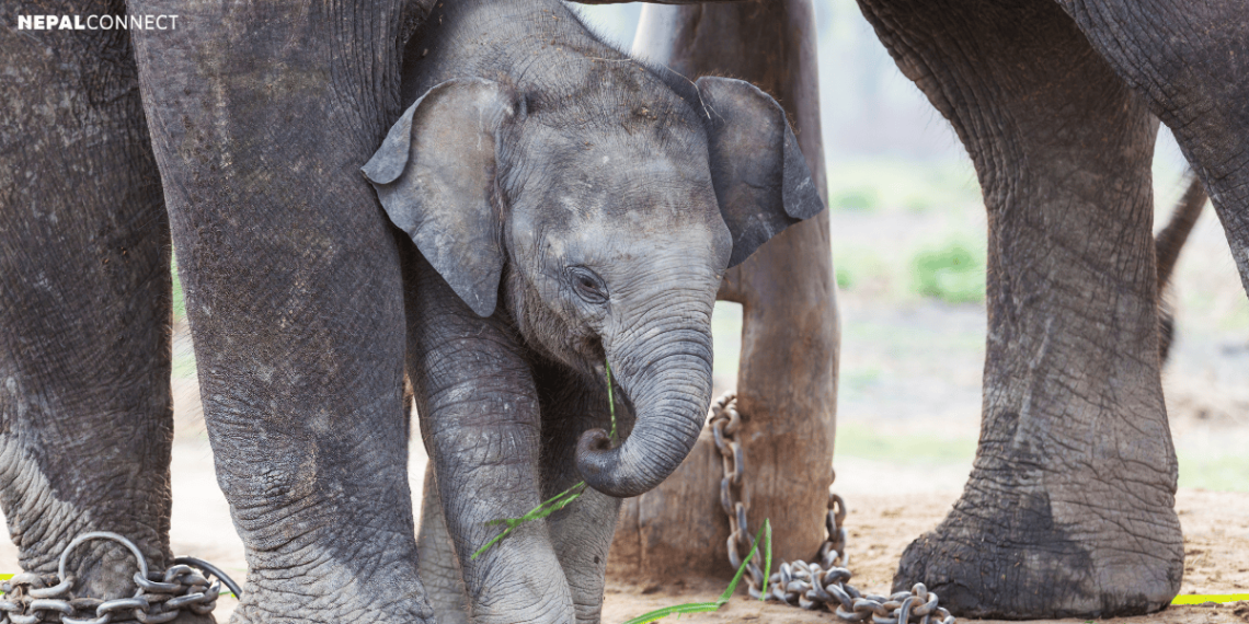 Nepal Gifting Two Elephants to Qatar  