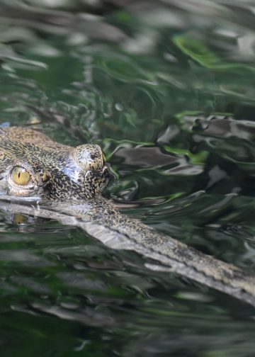 Endangered Gharial Population Rises in Chitwan