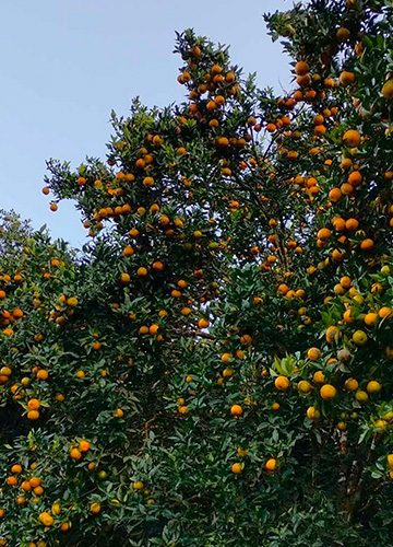 Khotang’s Orange Meets International Market